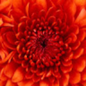 Meet your Posher, Rinzin